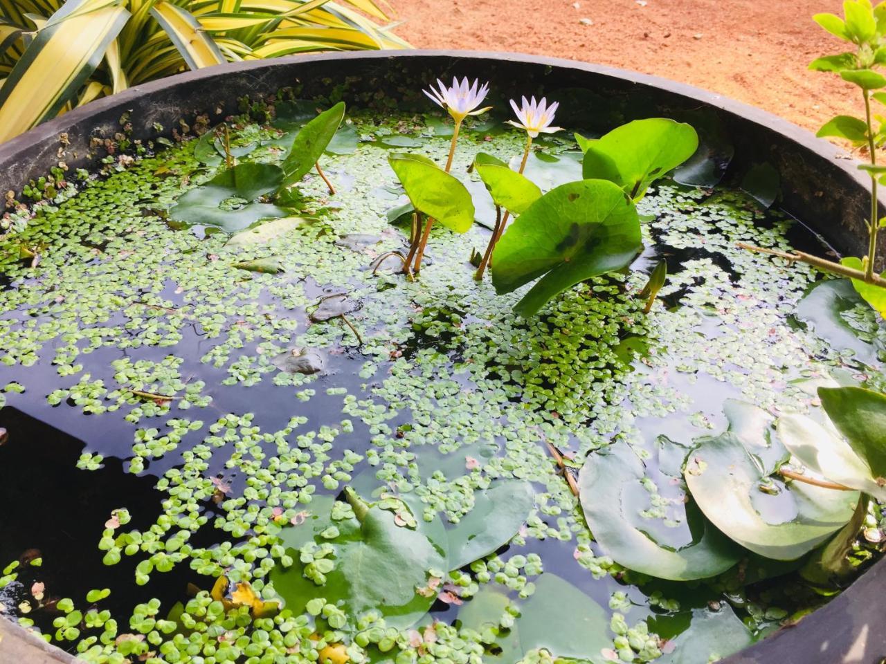 Sweet Home Tourist Rest, Cooking Classes & Tours Anuradhapura Exterior photo